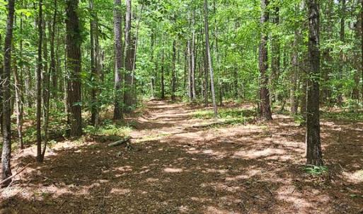 Photo #14 of 26.55 Acres Namozine Road, Amelia Court House, VA 26.6 acres