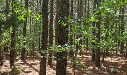 Photo #16 of 26.55 Acres Namozine Road, Amelia Court House, VA 26.6 acres