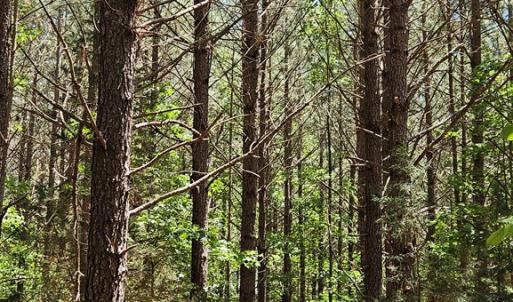Photo #17 of 26.55 Acres Namozine Road, Amelia Court House, VA 26.6 acres