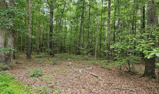 Photo #18 of 26.55 Acres Namozine Road, Amelia Court House, VA 26.6 acres