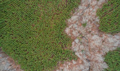 Photo #11 of Perkins Mill Rd, Dillwyn, VA 164.0 acres