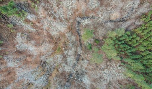 Photo #27 of Perkins Mill Rd, Dillwyn, VA 164.0 acres