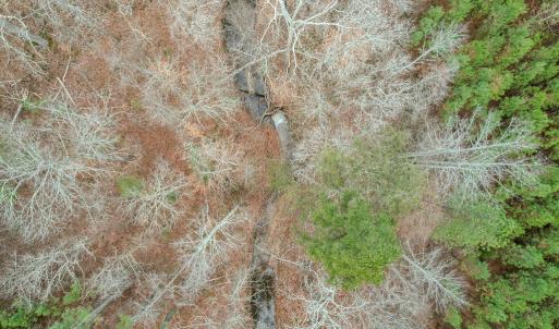 Photo #37 of Perkins Mill Rd, Dillwyn, VA 164.0 acres