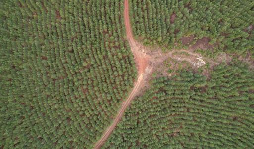 Photo #54 of Perkins Mill Rd, Dillwyn, VA 164.0 acres