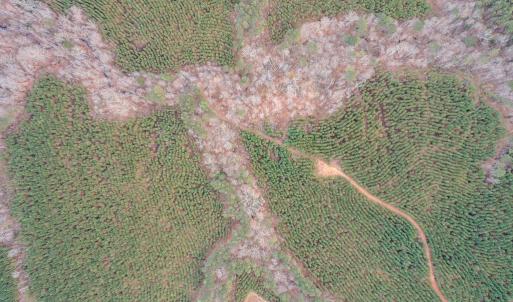 Photo #58 of Perkins Mill Rd, Dillwyn, VA 164.0 acres