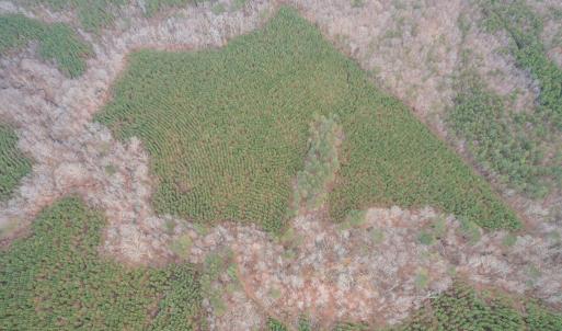 Photo #8 of Perkins Mill Rd, Dillwyn, VA 164.0 acres