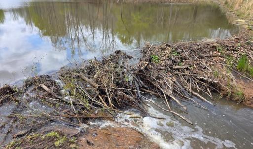 Photo #3 of 1239 Morris Creek Road, Cullen, VA 23.2 acres