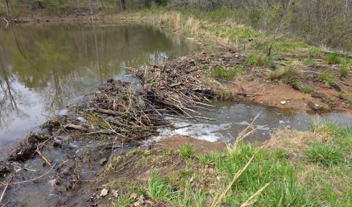 Photo #5 of 1239 Morris Creek Road, Cullen, VA 23.2 acres