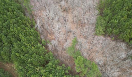 Photo #7 of Scuffletown Road, Randolph, VA 79.0 acres