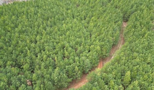 Photo #3 of Scuffletown Road, Randolph, VA 79.0 acres