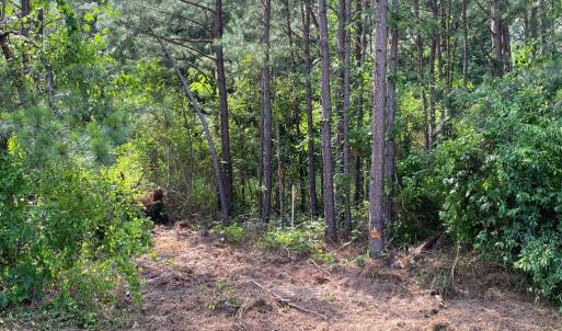 Photo #23 of Christanna Hwy, Lawrenceville, VA 15.1 acres