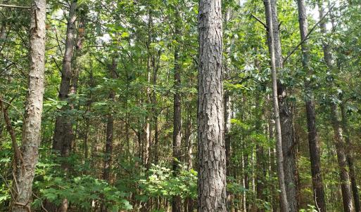 Photo #10 of Wilkins Road, Alton, VA 20.1 acres