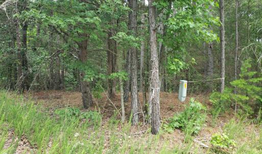 Photo #3 of Wilkins Road, Alton, VA 20.1 acres