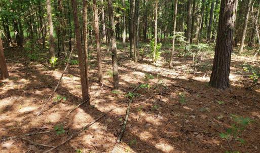 Photo #6 of Wilkins Road, Alton, VA 20.1 acres