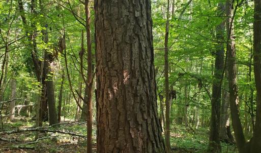 Photo #7 of Wilkins Road, Alton, VA 20.1 acres