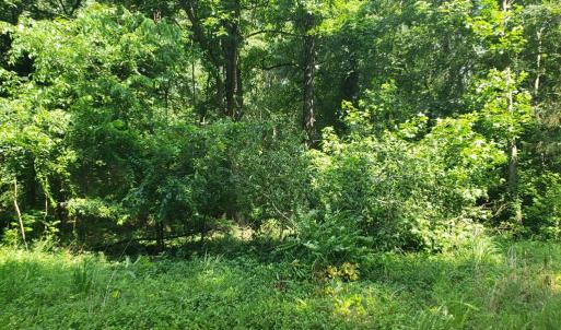 Photo #8 of Wilkins Road, Alton, VA 20.1 acres