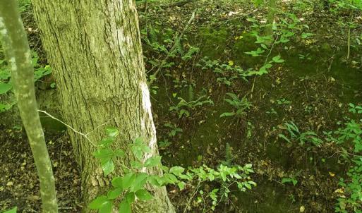 Photo #9 of Wilkins Road, Alton, VA 20.1 acres