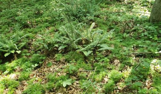 Photo #11 of Wilkins Road, Alton, VA 20.1 acres