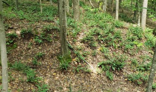 Photo #12 of Wilkins Road, Alton, VA 20.1 acres