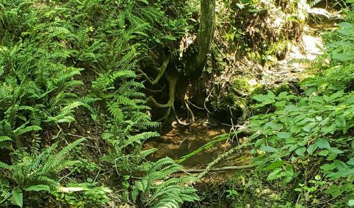 Photo #3 of Wilkins Road, Alton, VA 20.1 acres