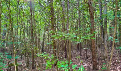 Photo #10 of Mountain Hall Road, Crewe, VA 96.3 acres