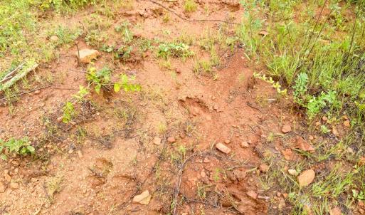 Photo #14 of Mountain Hall Road, Crewe, VA 96.3 acres