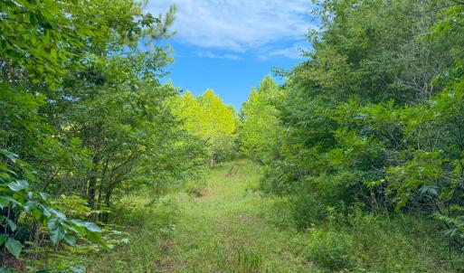 Photo #15 of Mountain Hall Road, Crewe, VA 96.3 acres