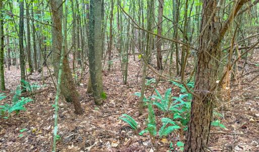 Photo #17 of Mountain Hall Road, Crewe, VA 96.3 acres