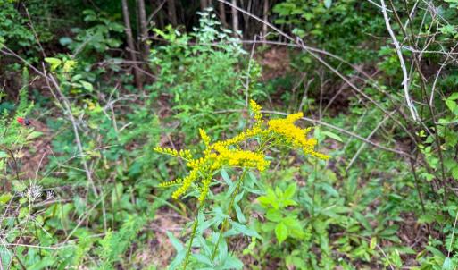 Photo #18 of Mountain Hall Road, Crewe, VA 96.3 acres
