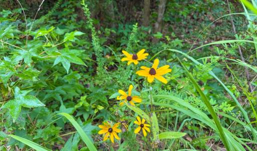 Photo #19 of Mountain Hall Road, Crewe, VA 96.3 acres
