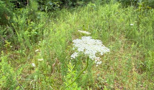 Photo #20 of Mountain Hall Road, Crewe, VA 96.3 acres