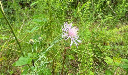 Photo #21 of Mountain Hall Road, Crewe, VA 96.3 acres