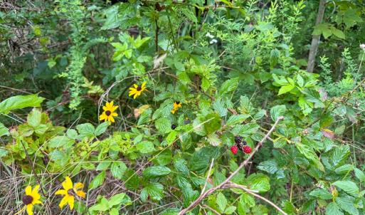 Photo #22 of Mountain Hall Road, Crewe, VA 96.3 acres
