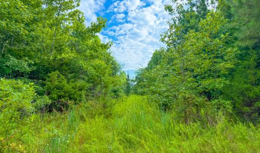 Photo #4 of Mountain Hall Road, Crewe, VA 96.3 acres