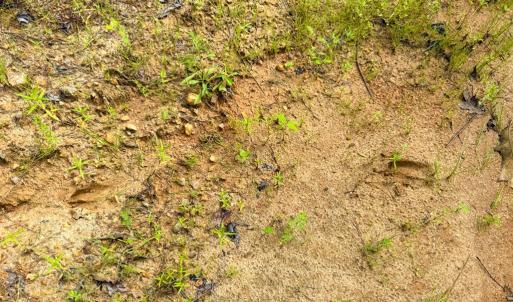 Photo #6 of Mountain Hall Road, Crewe, VA 96.3 acres