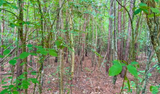 Photo #7 of Mountain Hall Road, Crewe, VA 96.3 acres