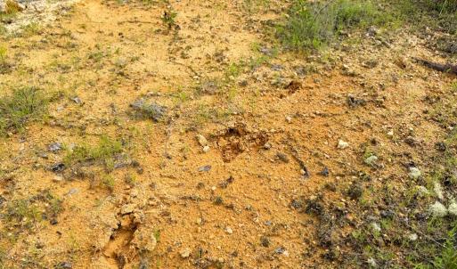 Photo #16 of Mountain Hall Road, Crewe, VA 96.3 acres