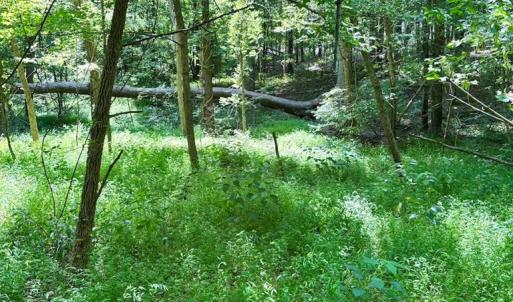 Photo #9 of West Entrance Rd, Blackstone, VA 5.6 acres
