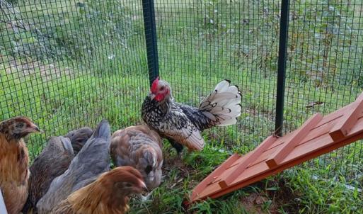 Photo #4 of Mountain Creek Road, Green Bay, VA 21.5 acres