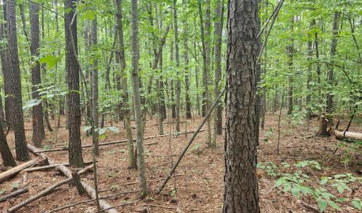 Photo #16 of Banton Shop Road, Dillwyn, VA 42.0 acres