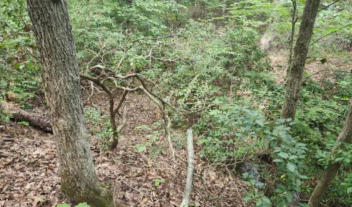 Photo #18 of Banton Shop Road, Dillwyn, VA 42.0 acres