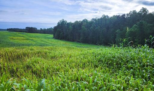 Photo #4 of Banton Shop Road, Dillwyn, VA 42.0 acres