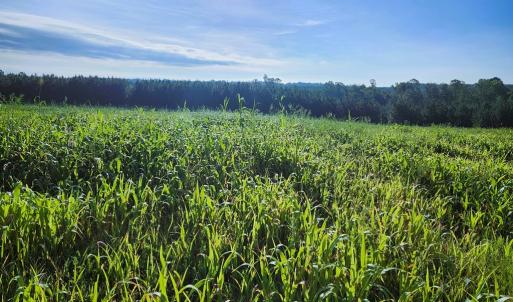 Photo #7 of Banton Shop Road, Dillwyn, VA 42.0 acres