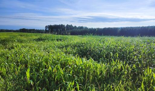 Photo #8 of Banton Shop Road, Dillwyn, VA 42.0 acres