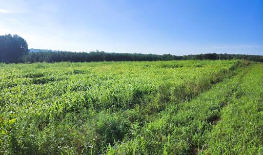 Photo #9 of Banton Shop Road, Dillwyn, VA 42.0 acres