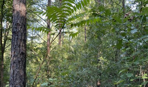 Photo #17 of Highway 58, Baskerville, VA 19.6 acres