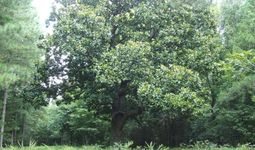 Photo #4 of 754 Firetower Road, Lunenburg, VA 129.7 acres