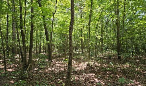 Photo #7 of 60 West James Anderson Hwy, Gladstone, VA 100.0 acres