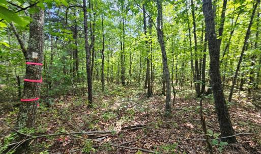 Photo #15 of 60 West James Anderson Hwy, Gladstone, VA 100.0 acres