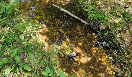 Photo #20 of 60 West James Anderson Hwy, Gladstone, VA 100.0 acres